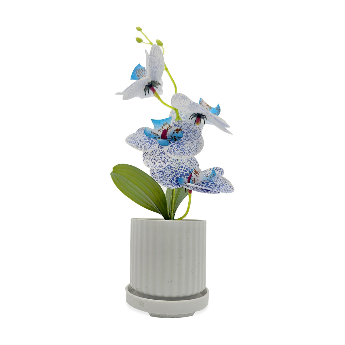 Artificial Orchids in White Ribbed Pots – Set of 2, 30 cm, 3 Colours - White & Light Blue
