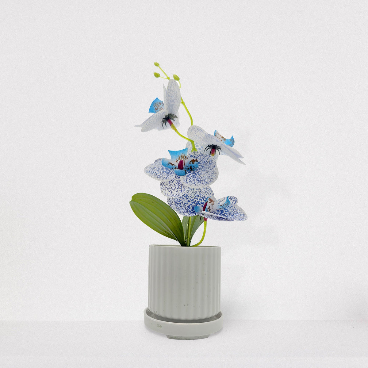 Artificial Orchids in White Ribbed Pots – Set of 2, 30 cm, Assorted Colours - photo 5