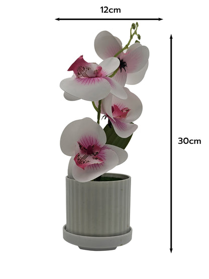 Artificial Orchids in White Ribbed Pots – Set of 2, 30 cm, 3 Colours - White & Pink